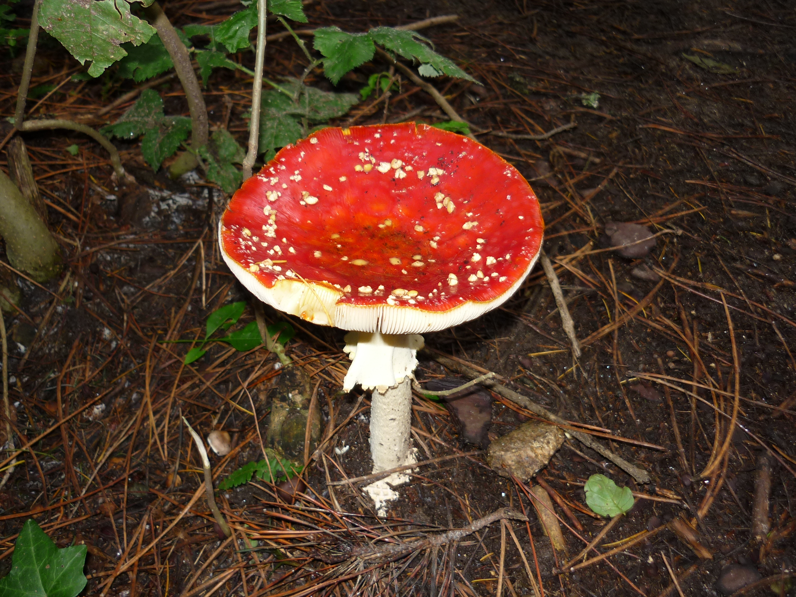 fotos/2011 - Los Reartes/P1010876.JPG